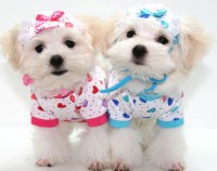 /album/daisys-dresses/vestidos-perritas-1-jpg/